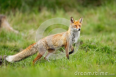 Red fox taking a step with front leg on glade with green grass in summer nature Stock Photo