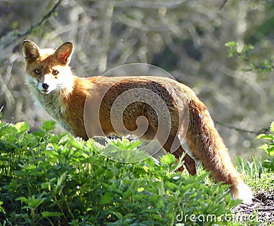 Red fox vixen next to nettles Stock Photo