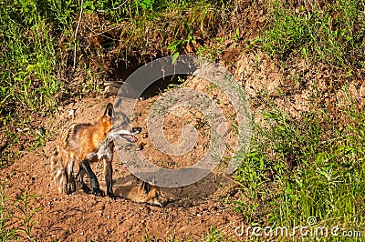 Red Fox Vixen (Vulpes vulpes) and Kit Near Den Stock Photo