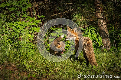 Red Fox Vixen Vulpes vulpes Looks Back with Kit Stock Photo