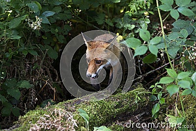 Red Fox, vulpes vulpes, Adult standing in the Undergrowth, Normandy Stock Photo