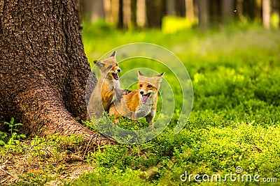 Red fox, vulpes vulpes forest Editorial Stock Photo
