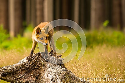 Red fox, vulpes vulpes forest Stock Photo