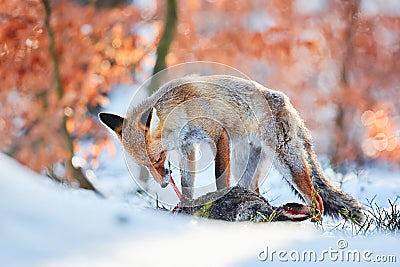 Red fox Vulpes vulpes eating a European hare Lepus europaeus. Fox in winter time with food. Predator with prey Stock Photo