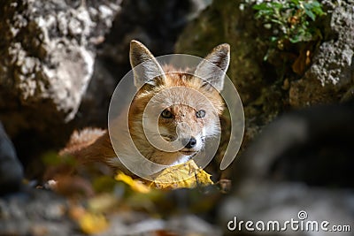 Red fox, vulpes vulpes in forest. Close little wild predators in natural environment Stock Photo