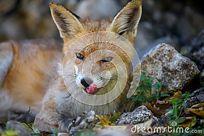 Red fox, vulpes vulpes in forest. Close little wild predators in natural environment Stock Photo