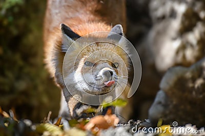 Red fox, vulpes vulpes in forest. Close little wild predators in natural environment Stock Photo