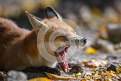 Red fox, vulpes vulpes in forest. Close little wild predators in natural environment Stock Photo