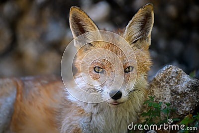 Red fox, vulpes vulpes in forest. Close little wild predators in natural environment Stock Photo