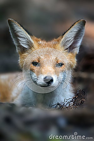 Red fox, vulpes vulpes in forest. Close wild predators in natural environment Stock Photo