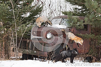 Red Fox (Vulpes vulpes) On Hood One Leaping and Silver Fox at Truck Winter Stock Photo