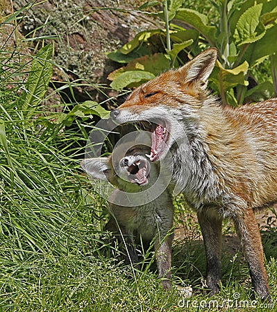 Red Fox, vulpes vulpes, Mother and Pup, Normandy in France Stock Photo