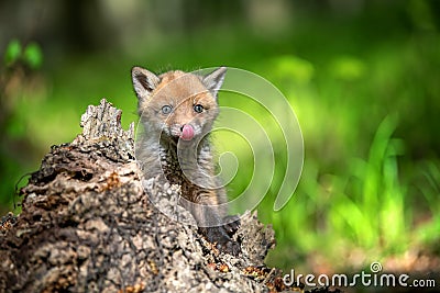 Red fox, vulpes vulpes, small young cub on stump Stock Photo