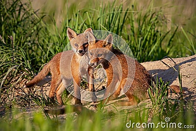 Red fox, vulpes vulpes, small young cubs near den playing. Stock Photo