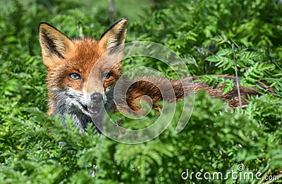 Red Fox - Vulpes vulpes in undergrowth Stock Photo