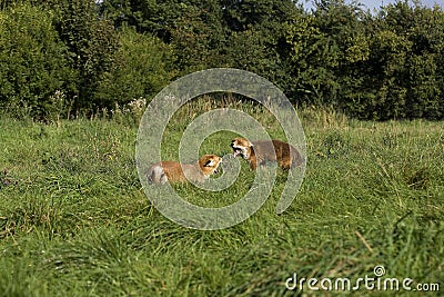 RED FOX vulpes vulpes, ADULT FIGHTING, NORMANDY IN FRANCE Stock Photo