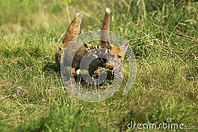 RED FOX vulpes vulpes, ADULT KILLNG A PARTRIDGE, NORMANDY IN FRANCE Stock Photo