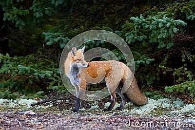 Red fox Vulpes vulpes in Algonquin Park, Canada in autumn Stock Photo