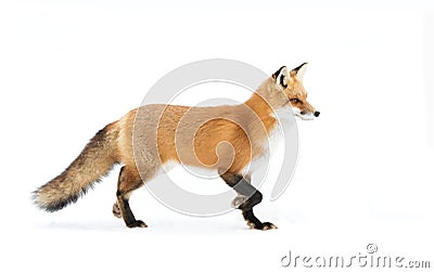 Red fox Vulpes vulpes with bushy tail isolated against a white background walking in the fallen snow in Algonquin Park, Canada Stock Photo