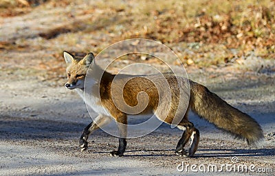 Red fox Vulpes vulpes in autumn in Algonquin Park Stock Photo