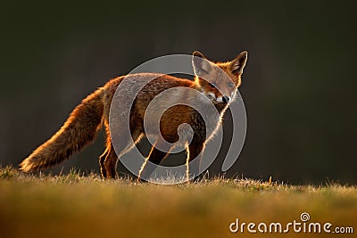 Red Fox, Vulpes vulpes, beautiful animal at green forest with flowers, in the nature habitat, evening sun with nice light Stock Photo