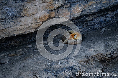 Red Fox - Vulpes vulpes, beautiful popular carnivores from worldwide forests and mountains, Spiti valley, Himalayas Stock Photo