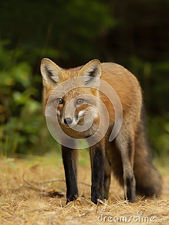 A Red fox Vulpes vulpes with a bushy tail hunting in a pine tree forest in Algonquin Park, Ontario, Canada in the autumn moss Stock Photo