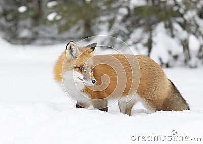 A Red fox Vulpes vulpes with a bushy tail and orange fur coat isolated on white background hunting in the freshly fallen snow in Stock Photo