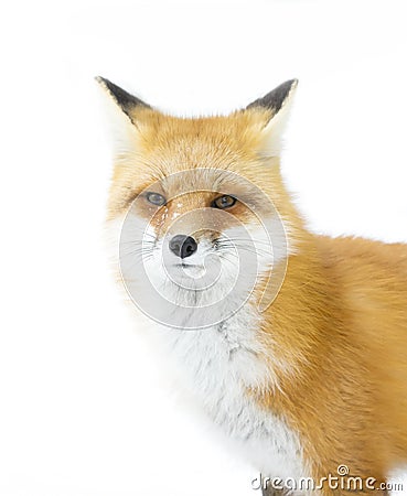 A Red fox Vulpes vulpes with bushy tail walking through the snow in Algonquin Park in Canada Stock Photo