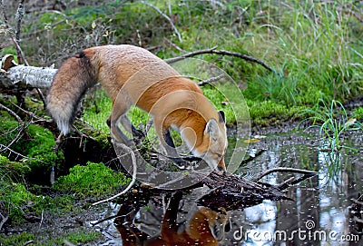 Red fox Vulpes vulpes drinking water in autumn in Algonquin Park in Canada Stock Photo