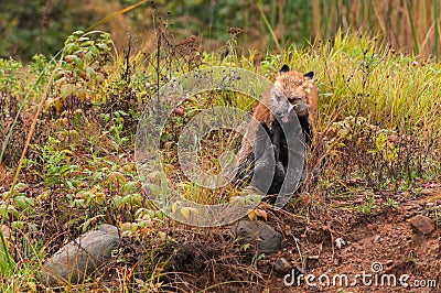 Red Fox (Vulpes vulpes) Fights With Silver Fox Stock Photo