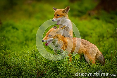 Red fox, vulpes vulpes forest Stock Photo