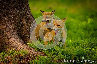 Red fox, vulpes vulpes forest Editorial Stock Photo