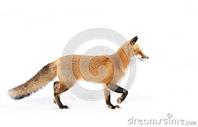 A Red fox Vulpes vulpes isolated on white background with bushy tail hunting through the freshly fallen snow in Algonquin Park i Stock Photo