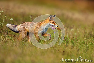 Red fox Vulpes vulpes looks for food in a meadow. Young red fox on green field with dark spruce forest in background Stock Photo