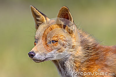 Red Fox portrait side Stock Photo