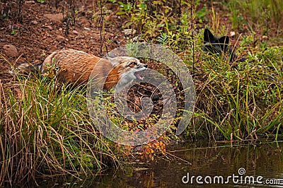 Red Fox Vulpes vulpes With Silver Fox in Weeds Stock Photo