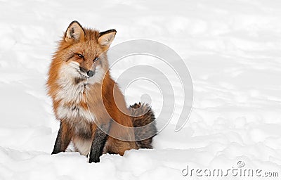 Red Fox (Vulpes vulpes) Sits Peacefully in Snow - Copy space rig Stock Photo