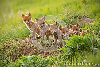 Red fox, vulpes vulpes, small young cubs near den curiously weatching around Stock Photo