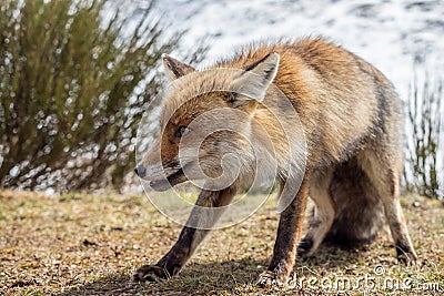 Red fox (Vulpes vulpes) stalking Stock Photo