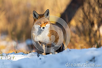 Red fox standing on snowy meadow in wintertime nature Stock Photo