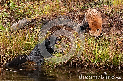 Red Fox (Vulpes vulpes) Threatens Silver Fox Stock Photo