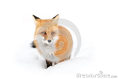 Red fox (Vulpes vulpes) with a bushy tail isolated on white background hunting in the freshly fallen snow in Algonquin Stock Photo