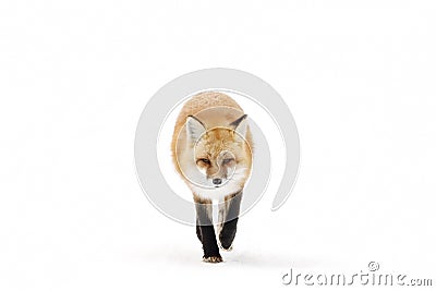 Red fox (Vulpes vulpes) with a bushy tail isolated on white background hunting in the freshly fallen snow in Algonquin Stock Photo