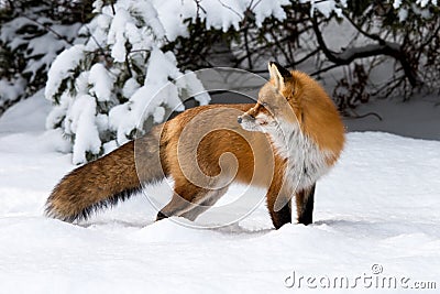 Red Fox vulpes vulpes in deep snow Stock Photo