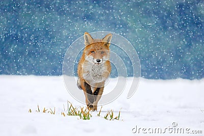 Red fox Vulpes vulpes on winter forest meadow in snowfall. Orange fur coat animal hunting in snow. Fox in winter nature. Stock Photo