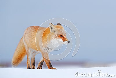 Red fox in white snow. Cold winter with orange fur fox. Hunting animal in the snowy meadow, Japan. Beautiful orange coat animal na Stock Photo