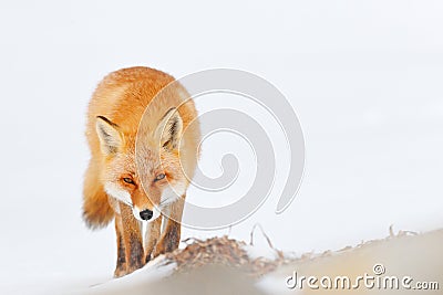 Red fox in white snow. Cold winter with orange fur fox. Hunting animal in the snowy meadow, Japan. Beautiful orange coat animal Stock Photo