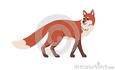 Red fox, wild forest animal. Cunning foxy mammal, beast. Carnivore with tail, sly carnivorous predator walking, going Vector Illustration