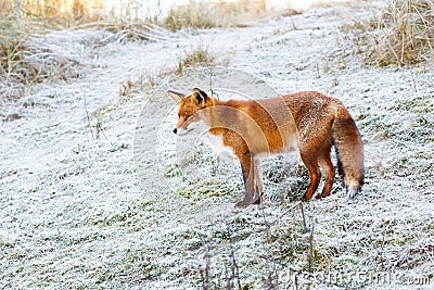 Red fox Stock Photo